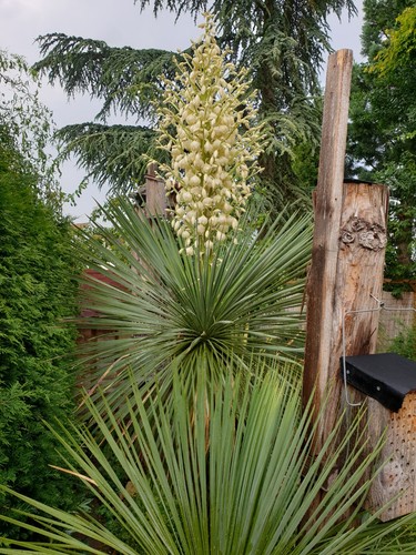 Mw63 2025 yucca linearifolia - linearifolia, x