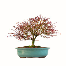 Bonsai Fächerahorn (Kiyohime)