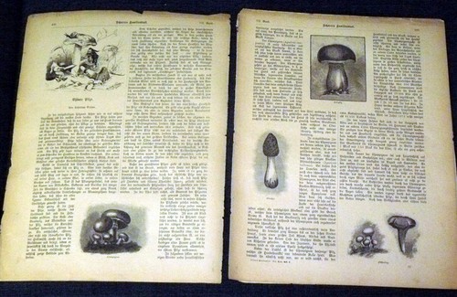 Eßbare pilze stiche im text - ,