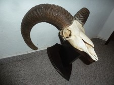 Mufflon Widder Geweih