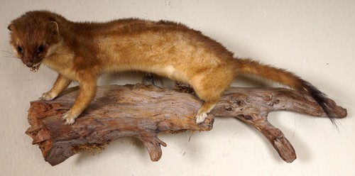 Schönes braunes hermelin mit - braunes,