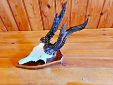 Abnormer Rehbock-Rosen je