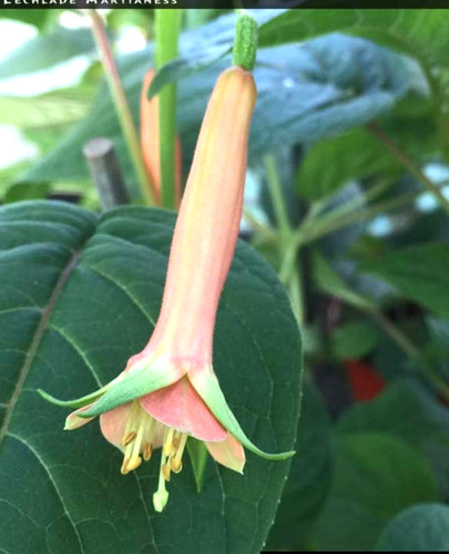 Fuchsien pflanze lechlade - fuchsien,