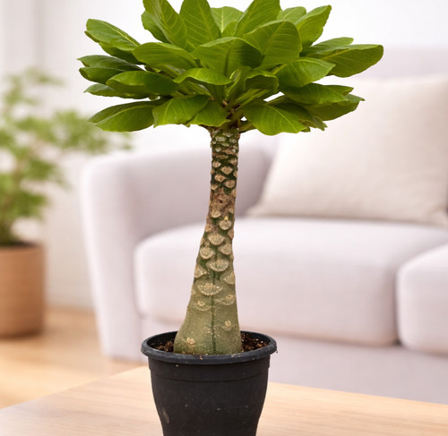 Brighamia insignis - brighamia,