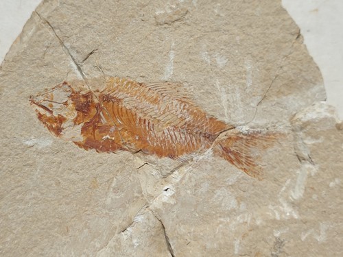Armigatus brevissimus fisch - armigatus,