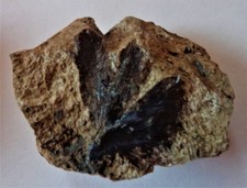 Seltenes Ginkgo Blatt  Wealden - Oberkreide? (N438)TOP- Auktionen-Schau Mal!