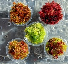 Live Sphagnum Torfmoss Moss