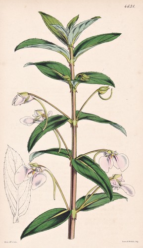 Impatiens fasciculata sri - fasciculata,
