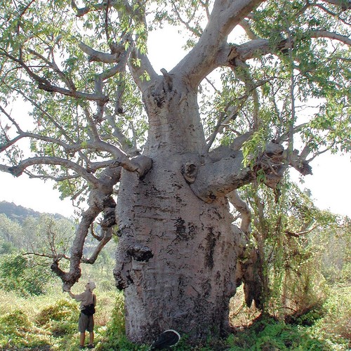Australian baobab adansonia - baobab, (adansonia