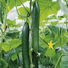 Salatgurken Samen Gewächshaus