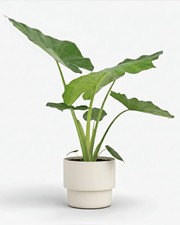 Alocasia Macrorrhiza- 19cm