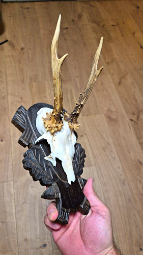 Rehbock geweih trophäe mit - geweih-trophäe,