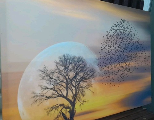 Lein wand bild natur - natur, savanne
