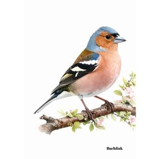 Postkarte Vogel. Buchfink