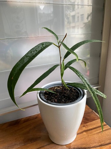 Ficus binendijkii alii - alii,