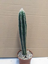 Pilosocereus leucocephalus, kakteen sukkulenten kaktus