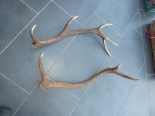 Abwurfstangen Rothirsch Geweih