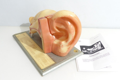 Somso anatomisches gehörorgan - anatomisches,