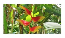 10x Heliconia platystachys