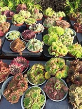  50 Hauswurz Steingarten  Dachwurz