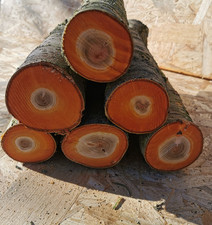 6x Drechselholz Bastelholz Edelholz Apfel Kirsche Eiche Mirabelle