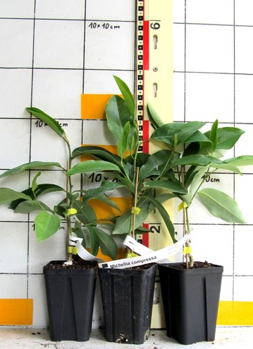Michelia compressa - (magnolia),
