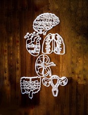 Organe Medizin Anatomie