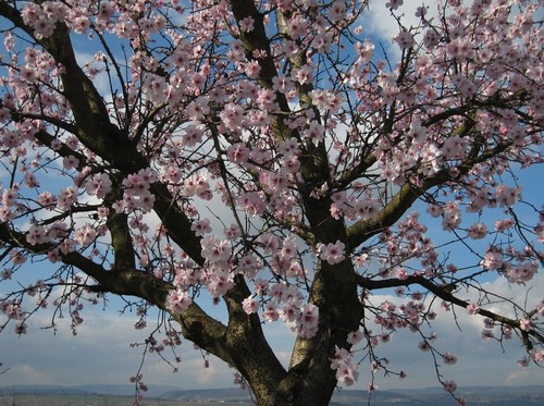 Mandelbaum prunus dulcis 6 - -prunus,