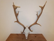 Hirschtrophäe Damhirsch aus deutscher Wildnis 