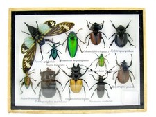 Einzelstück - echte