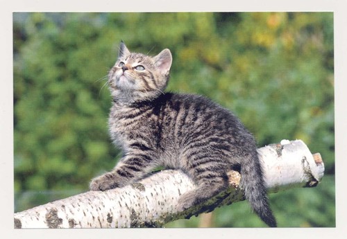 Postkarte katze neu - 1,
