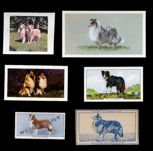 Shetland schäferhund sheltie - schÄferhund,