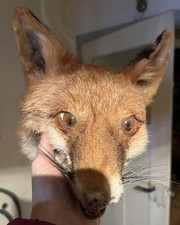 Tierpräparat - Fuchskopf-