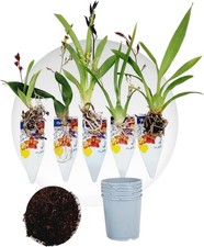 Orchideen Pflanzen - Mini - 5 Stück - Mehrfarbig