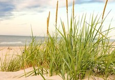 Fototapete Wallpaper Vlies - Meer Strand Dünen Gras - H/B: 400x260cm