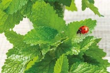 400x Zitronenmelisse Citrina