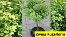 Ginkgo biloba Mariken Stamm Kugel Fächerblattbaum Ginko Zwergkugel