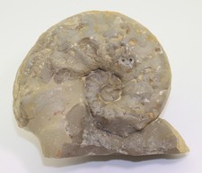 Ceratit, Ceratites