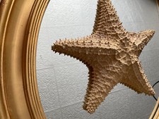 Schleich, Seepferdchen und