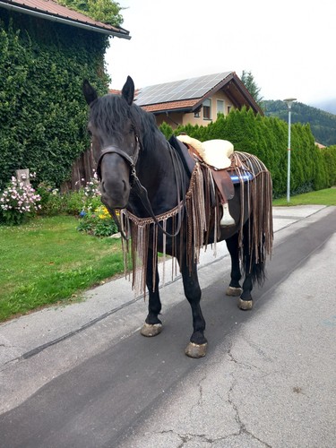 Fransenausreitdecke 155