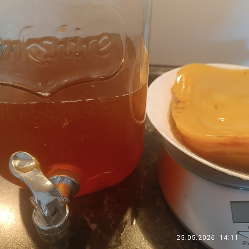Riesiger kombucha pilz - riesiger, kombucha-pilz