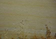 Schlangenstern GEOCOMA CARINATA Solnhofener Plattenkalk Jura Zandt Jurassic Star