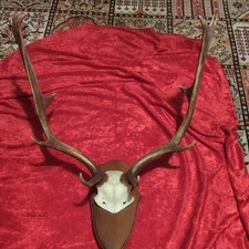 Damhirsch, Hirsch, Trophäe, Dekoration, Geweih, Horn, Schädel, Knochen