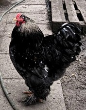 6 X Große Brahma Eier