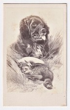 Jagdhund mit Fasan / Hund dog