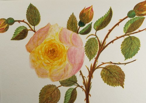 Original watercolour naive - original, 'naive