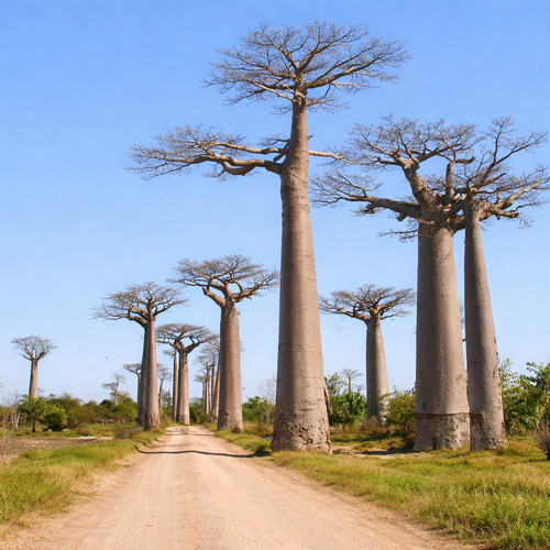 Adansonia grandidieri seeds - adansonia,