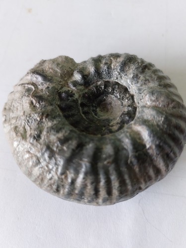 Ammonit 6083 hammatoceras - ammonit,