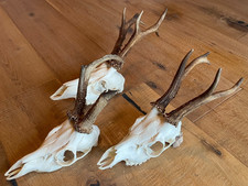 Rehgeweihe, 3 Stück sauber präpariert, gute Böcke!!!!!