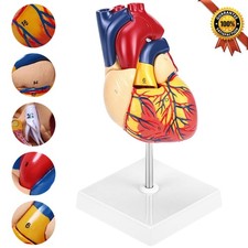 Menschliches Herzmodell für